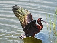 Ibis, Czarny, Woda