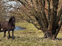 Koń, Czarny, Drzewa