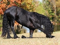 Koń, Czarny, Ukłon