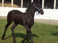 Konik, Czarny, Trawa