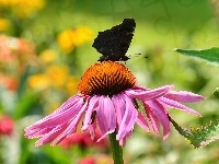 Czarny, Różowy, Kwiat, Motyl