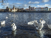Domy, Ptaki, Wełtawa, Czechy, Rzeka, Łabędzie, Praga