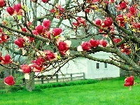 Czerwona, Dom, Łąka, Magnolia