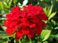 Czerwona, Cynia