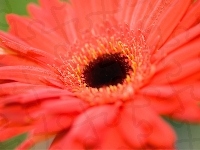 Czerwona, Gerbera