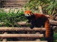 Drabinka, Mała, Pandka ruda, Panda, Czerwona, Bambus