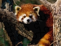 Czerwona, Panda, Mała, Pandka ruda