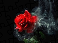 Róża, Czerwona, Dymek