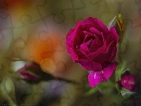 Czerwona, Kwiat, Róża, Bokeh