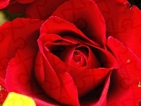 Róża, Czerwona, Płatki