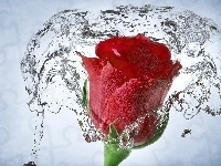 Róża, Czerwona, Woda