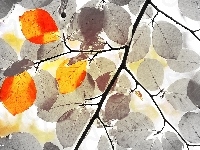 Czerwone, Fractalius, Czarno, Białe, Listki