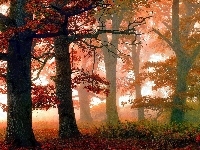 Czerwone, Mgła, Jesień, Drzewa, Liście