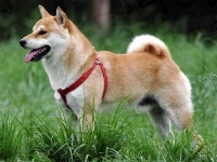 czerwone, Shiba inu, szelki