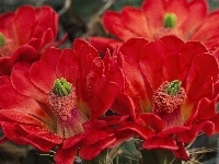 Kwiaty, Czerwone, Kaktusa