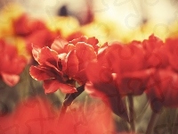 Czerwone, Kwiaty