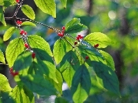 Czerwone, Kulki, Zielone, Liście, Owoce