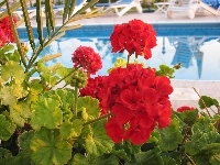 Pelargonie, Czerwone, Liście