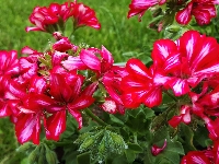 Czerwone, Pelargonie