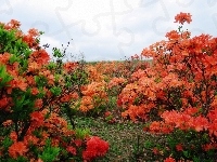 Czerwone, Rododendrony