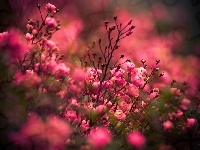 Róże, Czerwone, Bokeh