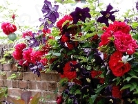 Róże, Czerwone, Clematis