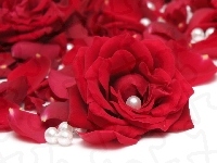 Róże, Czerwone, Perły
