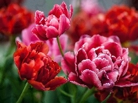 Czerwone, Tulipany