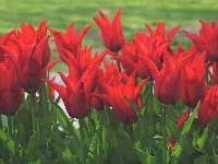 Czerwone, Tulipany