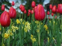 Czerwone, Tulipany