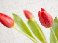 Czerwone, Tulipany