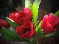 Czerwone, Tulipany