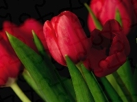 Czerwone, Tulipany