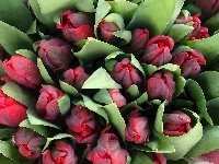 Czerwone, Tulipany