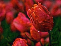 Czerwone, Tulipany