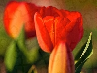 Czerwone, Tulipany