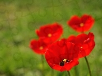 Czerwone, Tulipany