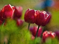 Czerwone, Tulipany