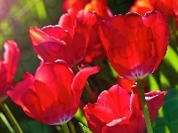 Czerwone, Tulipany