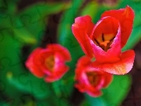 Czerwone, Tulipany