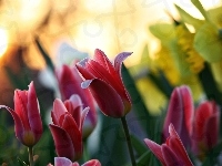 Tulipany, Czerwone, Blask