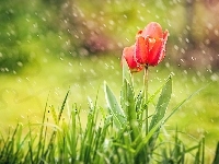 Tulipany, Czerwone, Deszcz