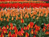 Czerwone, Kolorowe, Tulipany