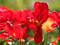 Tulipany, Czerwone, Kwiaty