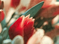 Tulipany, Czerwone, Liść