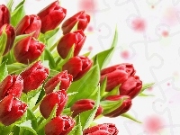 Tulipany, Czerwone, Liście