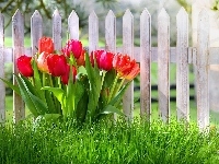 Tulipany, Czerwone, Płotek