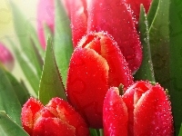 Tulipany, Czerwone, Rosa
