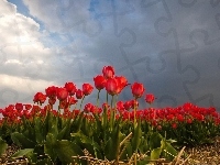 Tulipany, Czerwone, Uprawa
