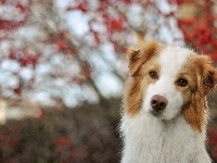 Czerwony, Border, Collie, Bokeh